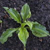 Hosta Korean Snow