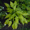 Hosta Lady Guinevere