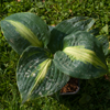 Hosta Lakeside Beach Captain