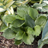 Hosta Lakeside Black Satin