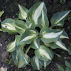 Hosta Lakeside Cupcake