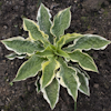 Hosta Lakeside Dimpled Darling