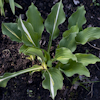 Hosta Lakeside Dividing Line