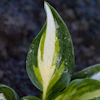 Hosta Lakeside Fruit Loops