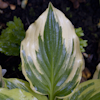 Hosta Lakeside Kaleidoscope