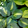 Hosta Lakeside Shore Master