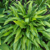 Hosta Lancifolia