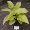 Hosta Lemon Ice