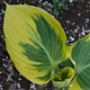 Hosta Liberty