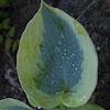 Hosta Linda Sue