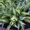 Hosta Little Caesar