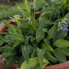 Hosta Little Maddie