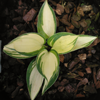 Hosta Lonesome Dove