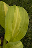 Hosta Mango Tango