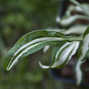 Hosta Manzo