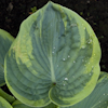 Hosta Maple Leaf