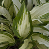 Hosta Masquerade