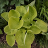 Hosta Maui Buttercups