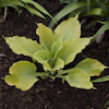 Hosta Maya Swingtime