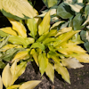 Hosta Maya Tritone