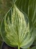 Hosta Midnight At The Oasis