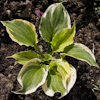 Hosta Midnight Moon