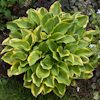 Hosta Mildred Seaver