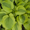 Hosta Moon Split