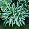 Hosta Moonstruck