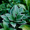 Hosta Mountain Snow