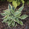 Hosta My Claire