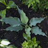 Hosta Neptune