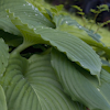 Hosta Niagara Falls