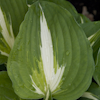 Hosta Night Before Christmas