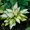 Hosta On Stage