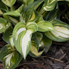 Hosta Ooh La La