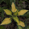 Hosta Orange Marmalade