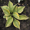 Hosta Pamela Lee