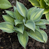 Hosta Paradise Joyce