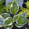 Hosta Patriot