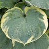 Hosta Pizzaz