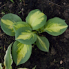 Hosta Popcorn