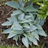 Hosta Powderpuff