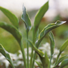 Hosta Praying Hands