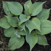 Hosta Purple Haze