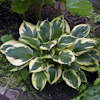 Hosta Queen Josephine