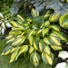 Hosta Rainbow`s End