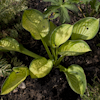 Hosta Rainforest Sunrise