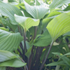 Hosta Red October