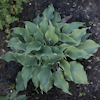 Hosta Reptillian